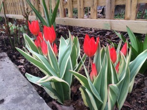 My first tulips, spring 2015