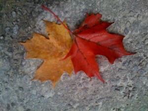 Two fall leaves