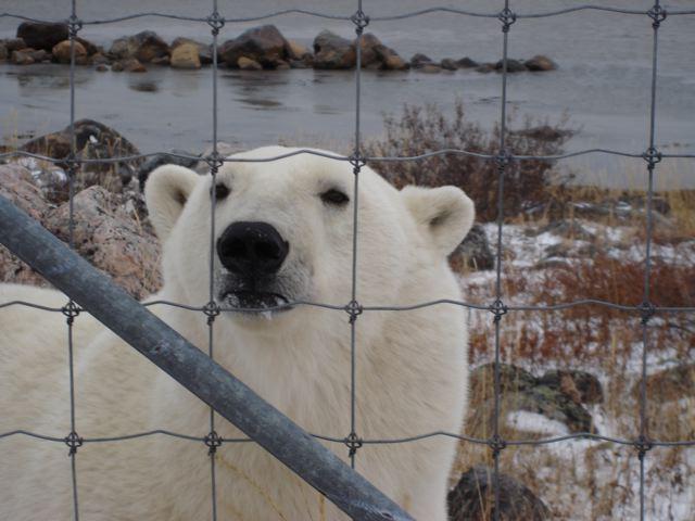 Polar Bear Looking In