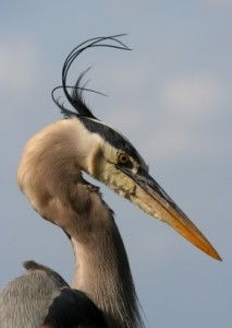 Great Blue Heron