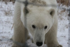 “Hudson Bay polar bear peers in”