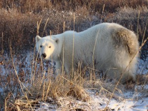 Hungry young polar bear at Seal River Lodge, Churchill, Oct 08