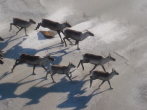 running caribou