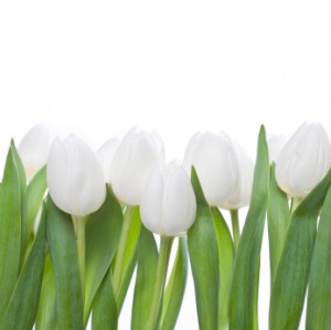 white-tulips